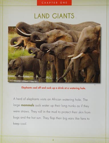 African Elephants