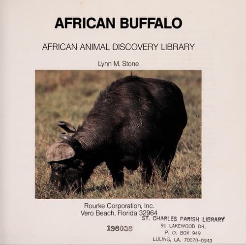 African buffalo